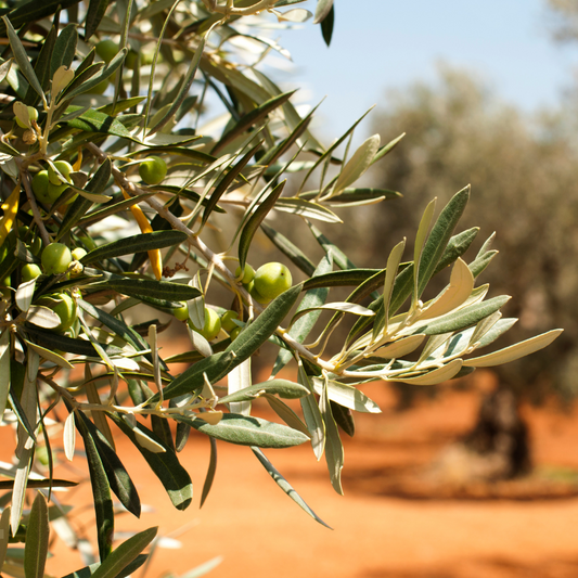 From Grove to Table: Olive Oil’s Journey Through Texana Brands’ Texas Olive Farm