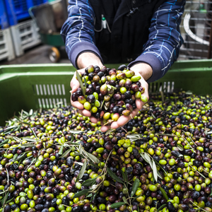 From Tree to Table: Discover Why The Arbequina Olive is The Best for Making Premium Olive Oil