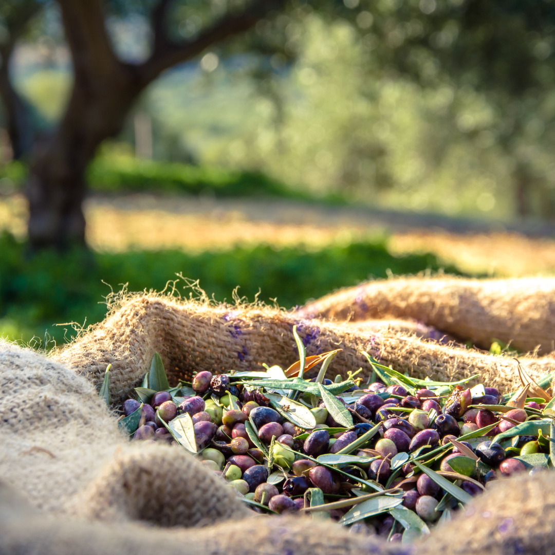 Texas Olive Oil: Why You Should Make the Switch to This Delicious and Surprisingly Healthy Cooking Oil