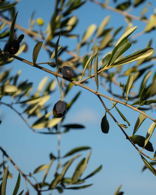 Texas Olive Oil vs Imported Olive Oil: Which Is Better?
