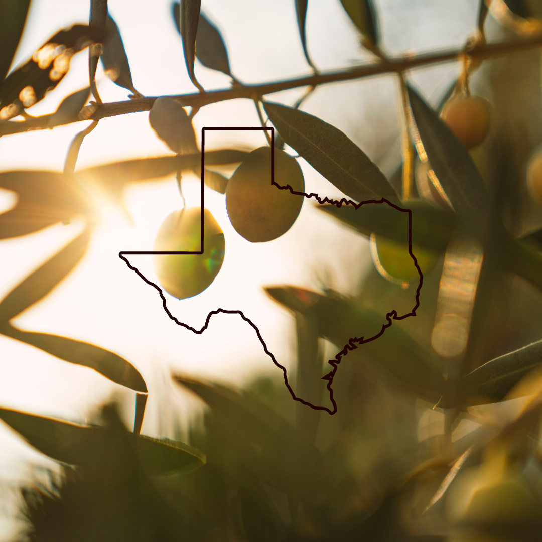 The Best Olive Oil is From Texas: Here’s Why!