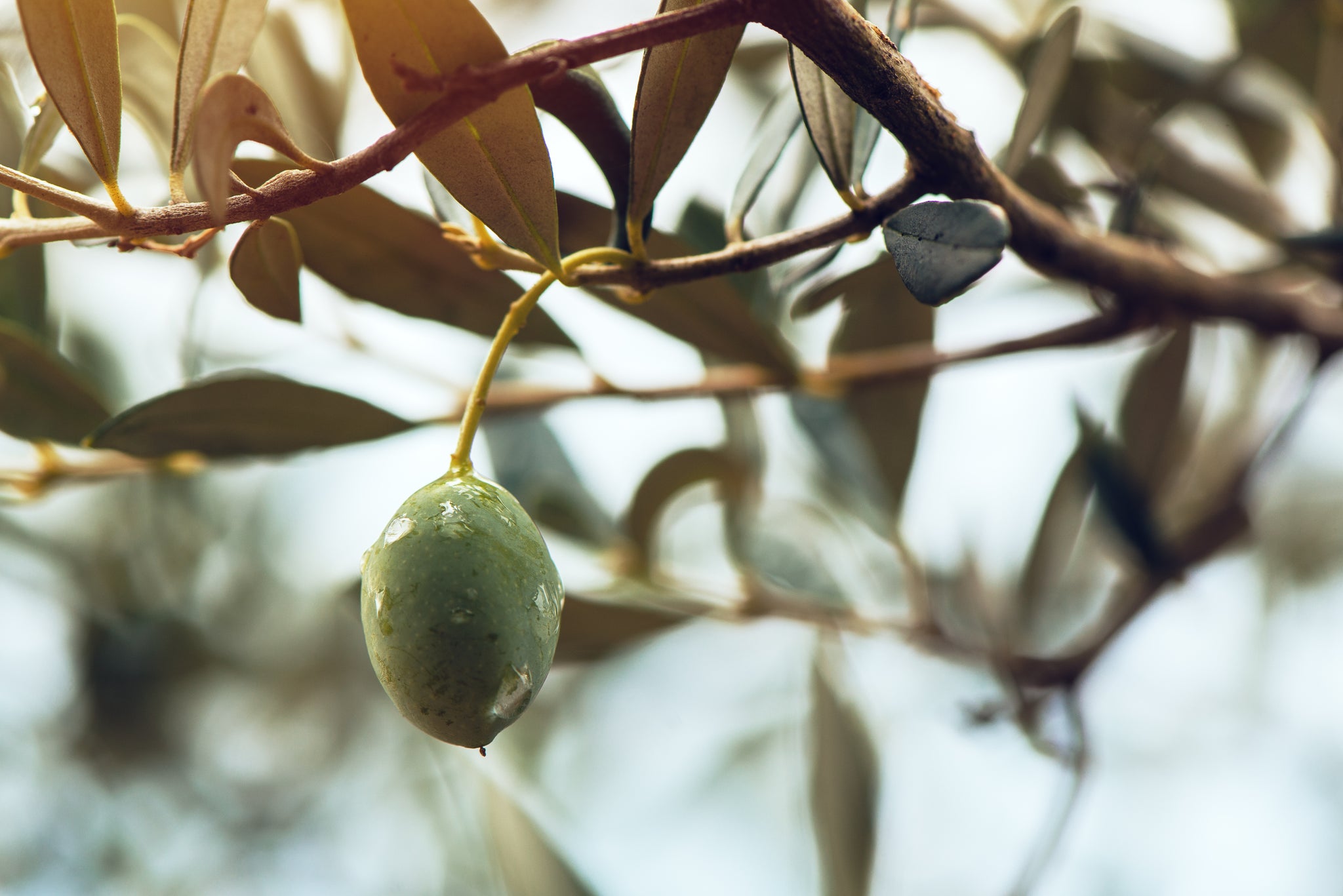 Where Olive Oil Comes From: A Brief History of Olive Oil, Types of Olive Oil and More!
